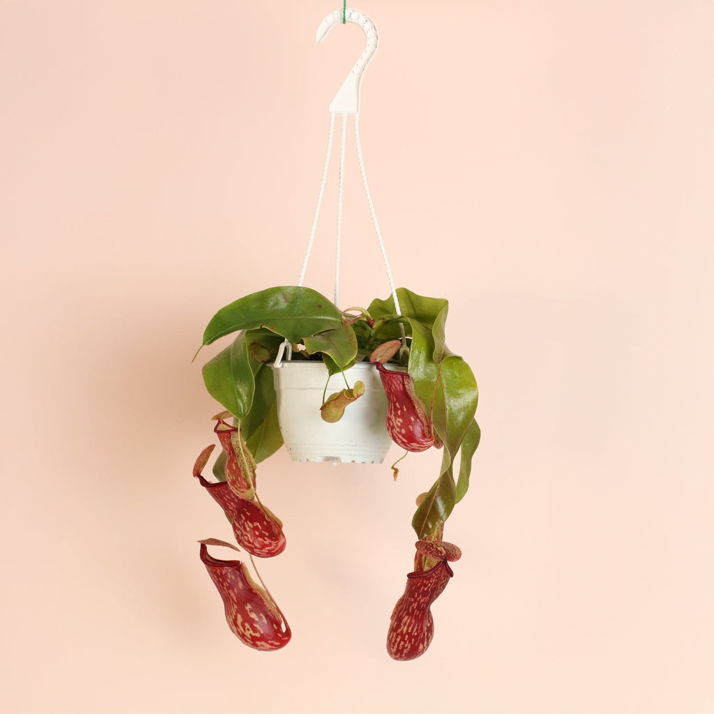 Tropical Pitcher Plant Nepenthes Gaya Carnivorous