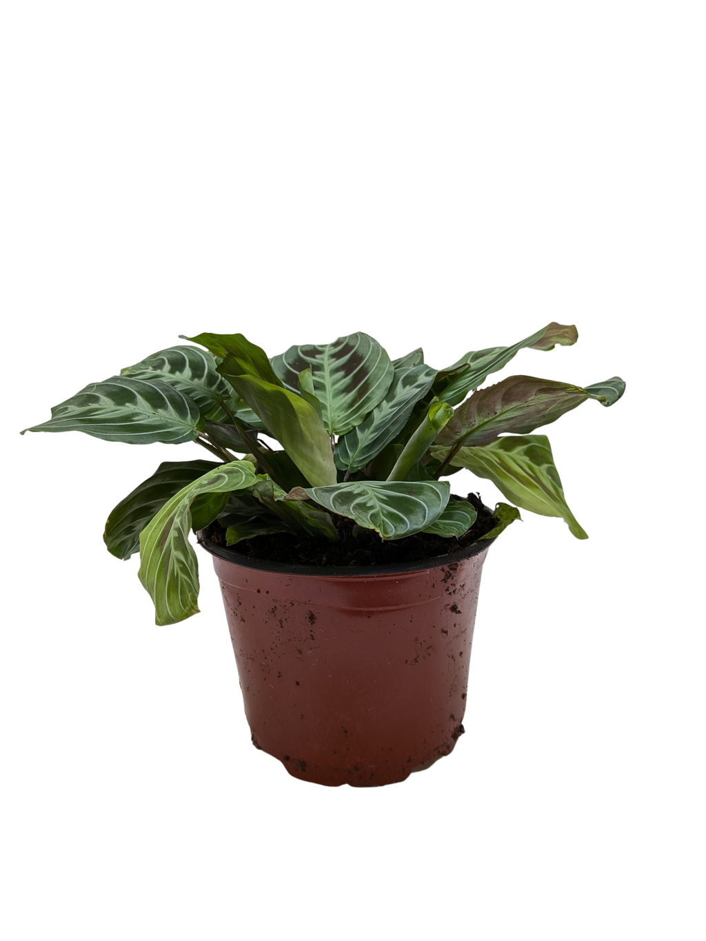 Maranta Black | Black Prayer Plant with Moving Leaves | House Plant Shop