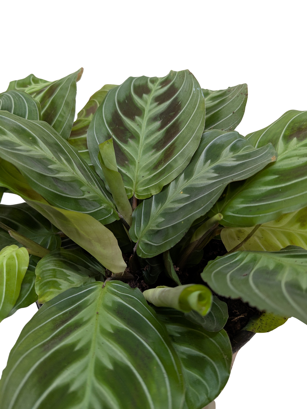 Maranta Black | Black Prayer Plant with Moving Leaves | House Plant Shop