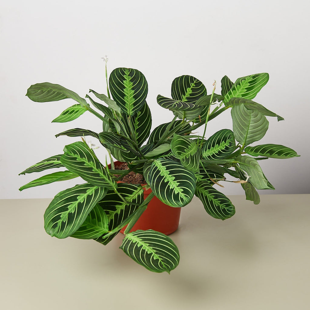 Maranta 'Lemon Lime' - 4" Pot - NURSERY POT ONLY