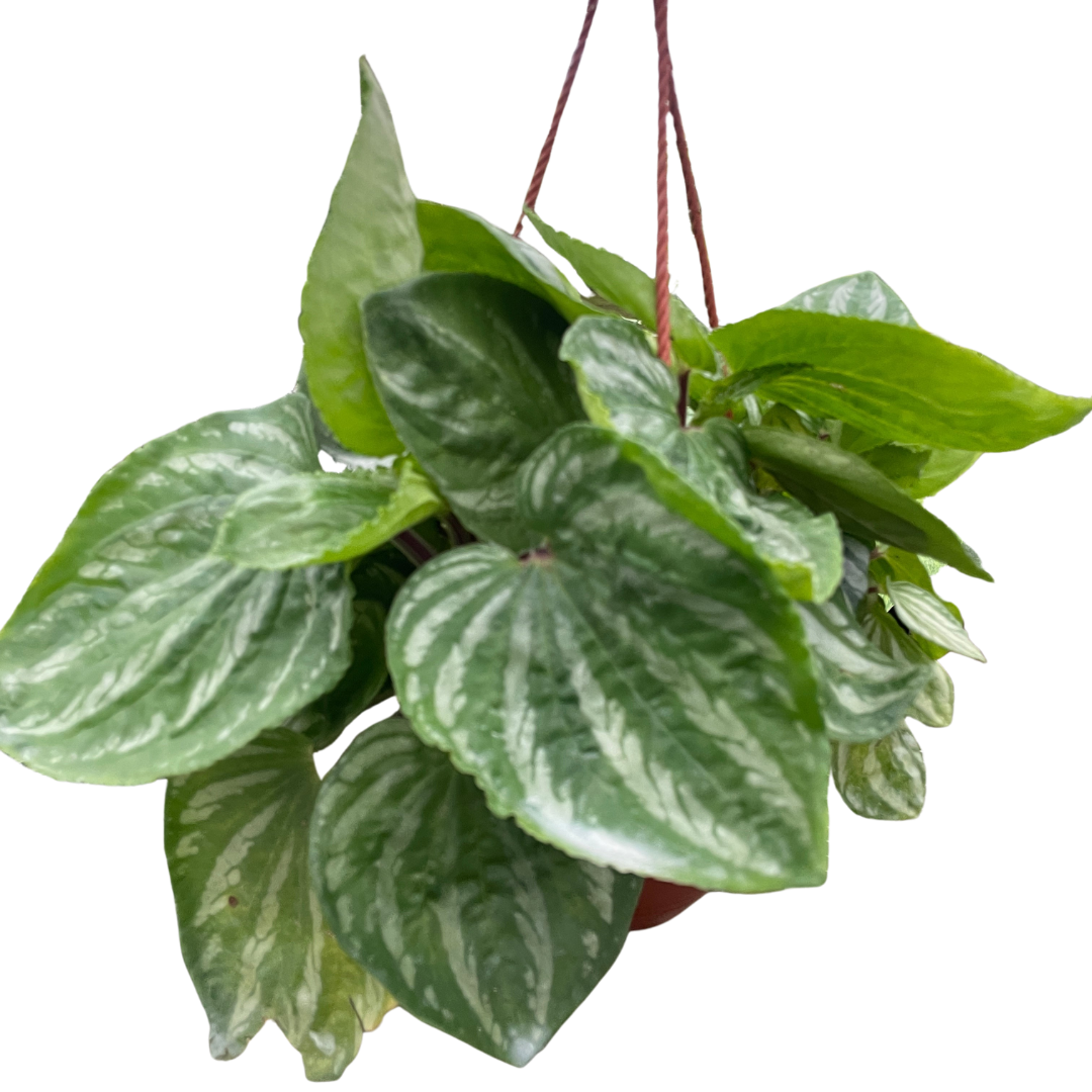Peperomia Ecuador