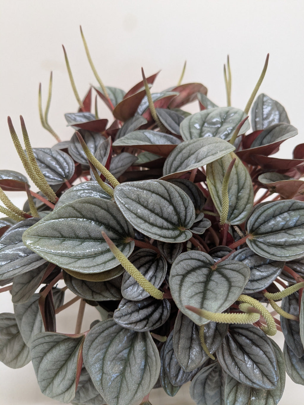 Peperomia San Marino | Easy Care Tabletop Plant | House Plant Shop