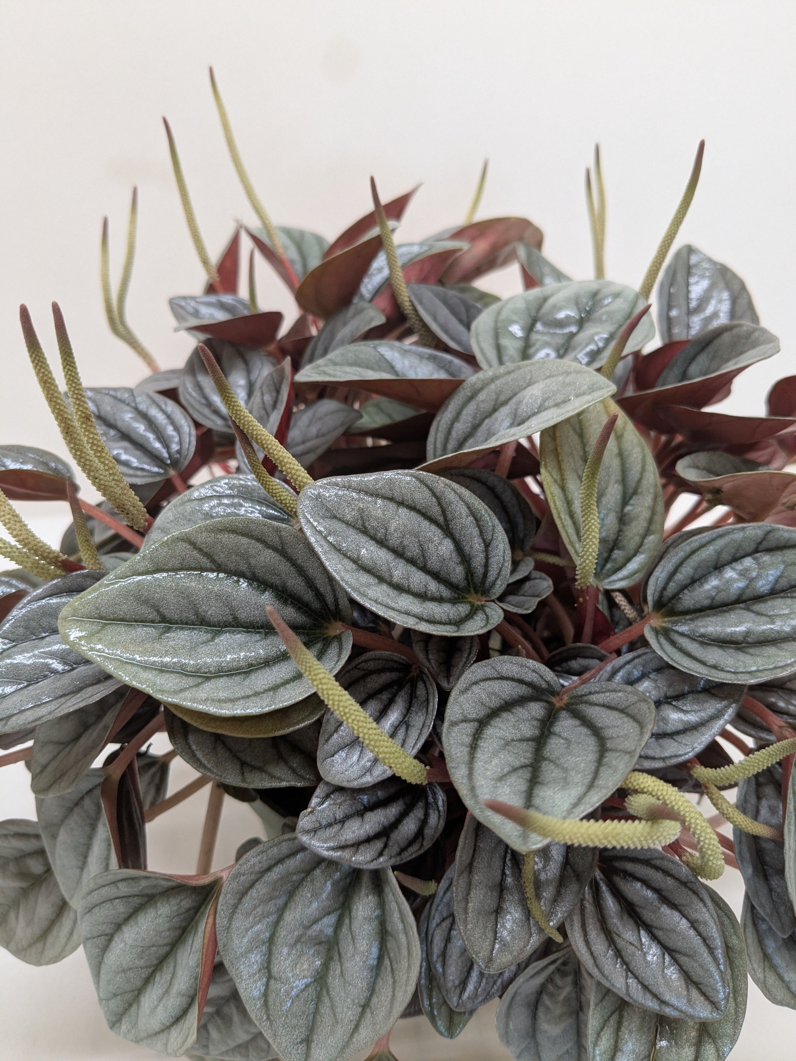 Peperomia San Marino | Easy Care Tabletop Plant | House Plant Shop