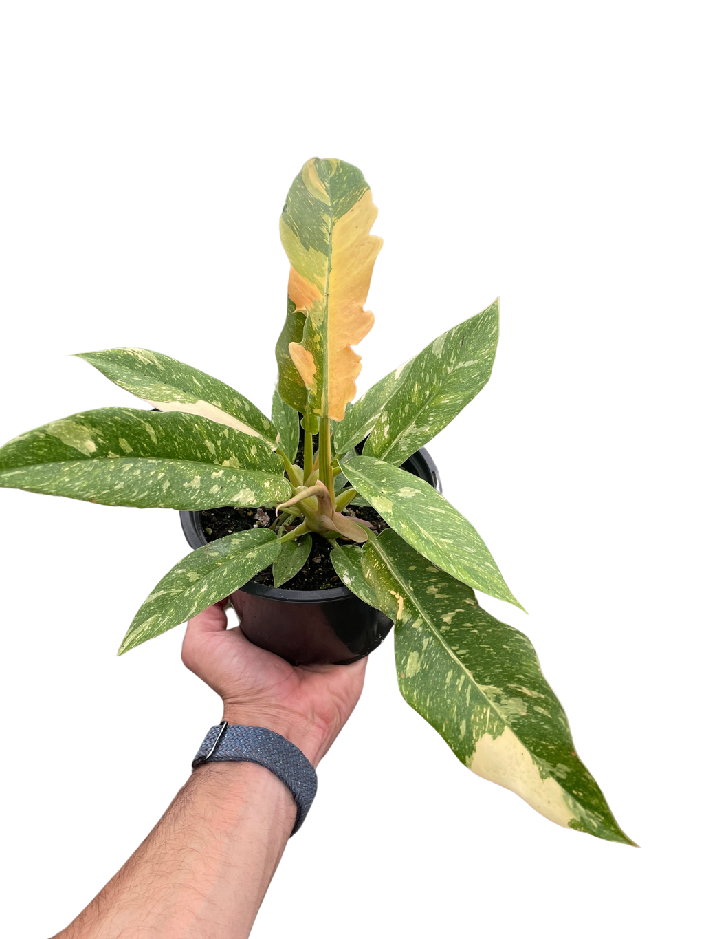 Variegated Philodendron Ring of Fire