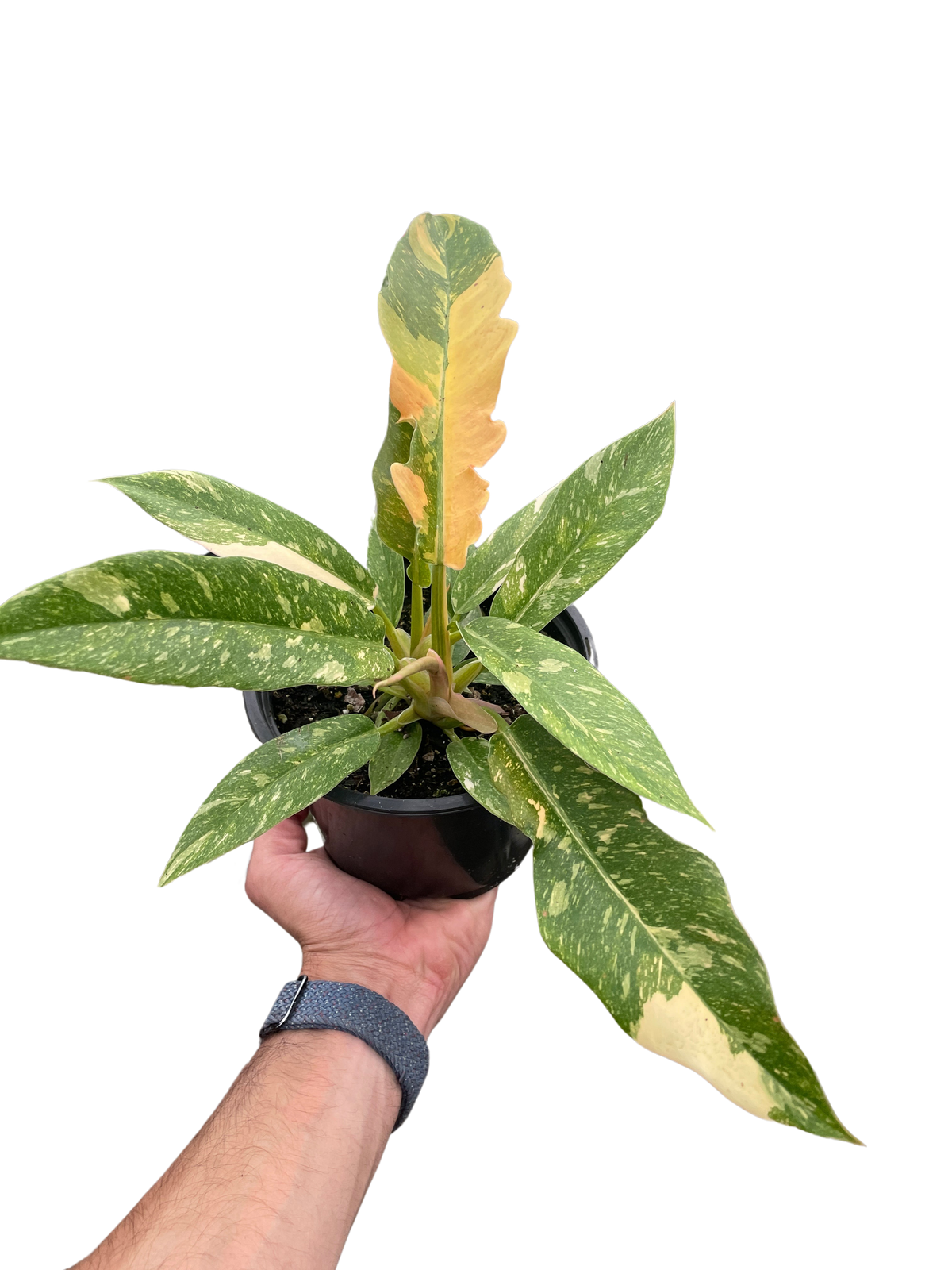 Variegated Philodendron Ring of Fire