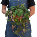 Philodendron Micans Velvet
