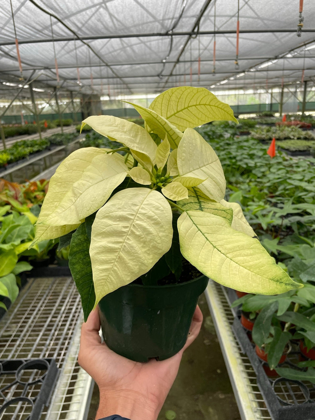 Poinsettia Christmas Plant - White