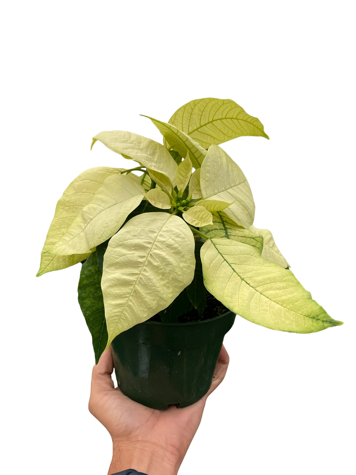 Poinsettia Christmas Plant - White