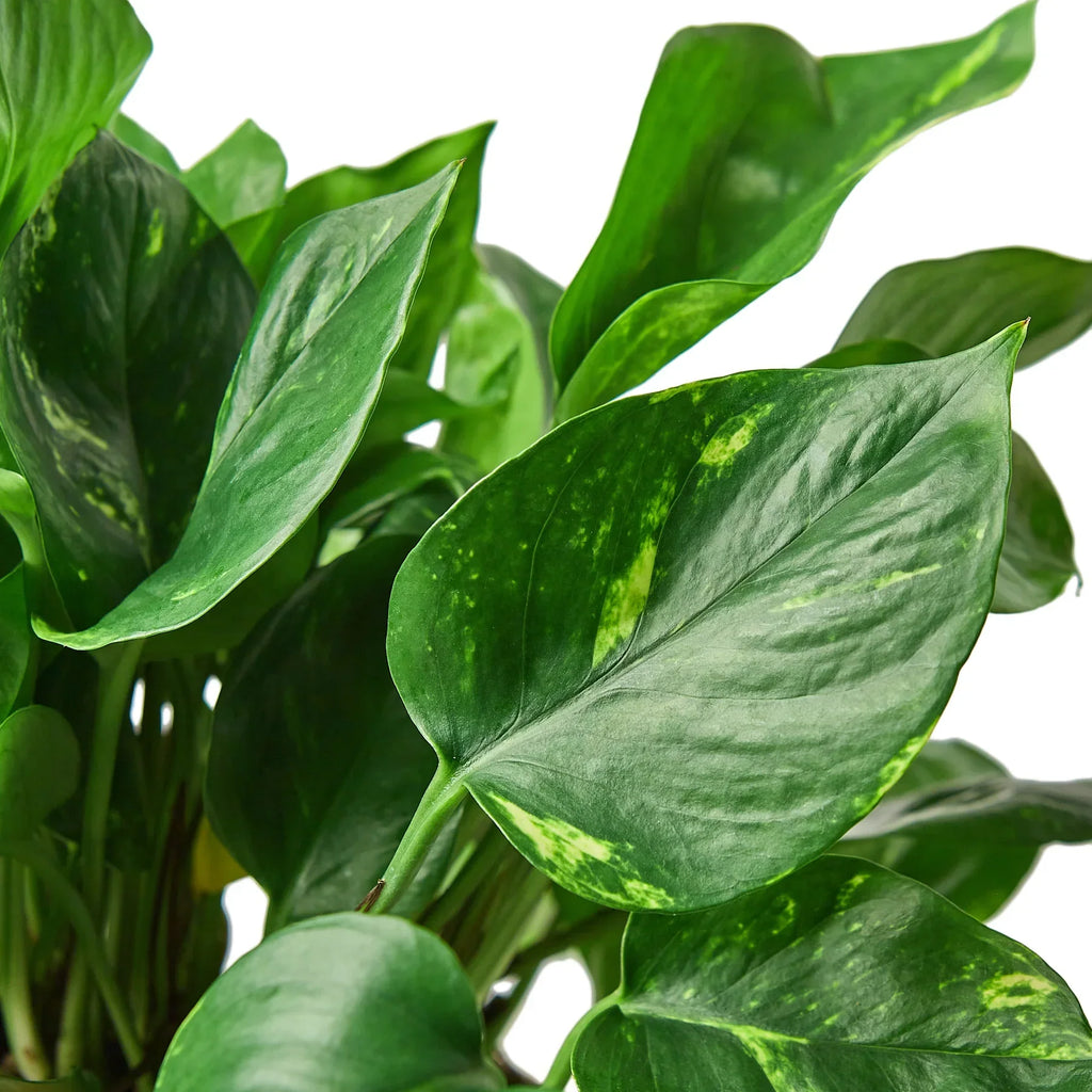 Epipremnum Aureum Devil's Ivy Golden Pothos