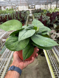 Pothos Jade Satin