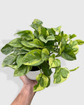 Pothos Aureum 'Lemon Meringue'