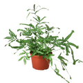 Pteris Cretica 'Mayi' Fern - 6" Pot