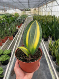 Sanseveria Shark Fin Snake Plant Variegata
