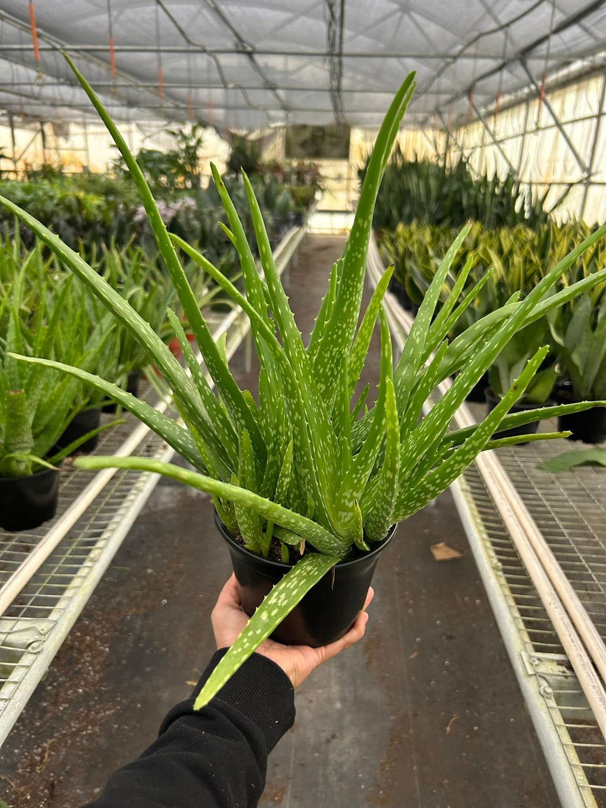 Aloe Barbadensis Mill Vera