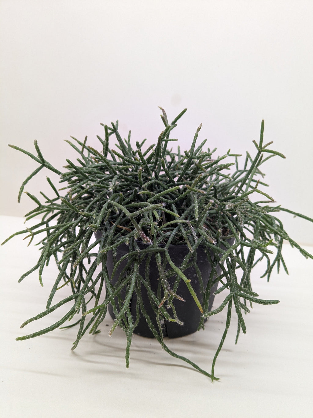 Mistletoe Cactus | Easy Care Trailing Succulent for Hanging Baskets