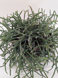 Mistletoe Cactus | Easy Care Trailing Succulent for Hanging Baskets