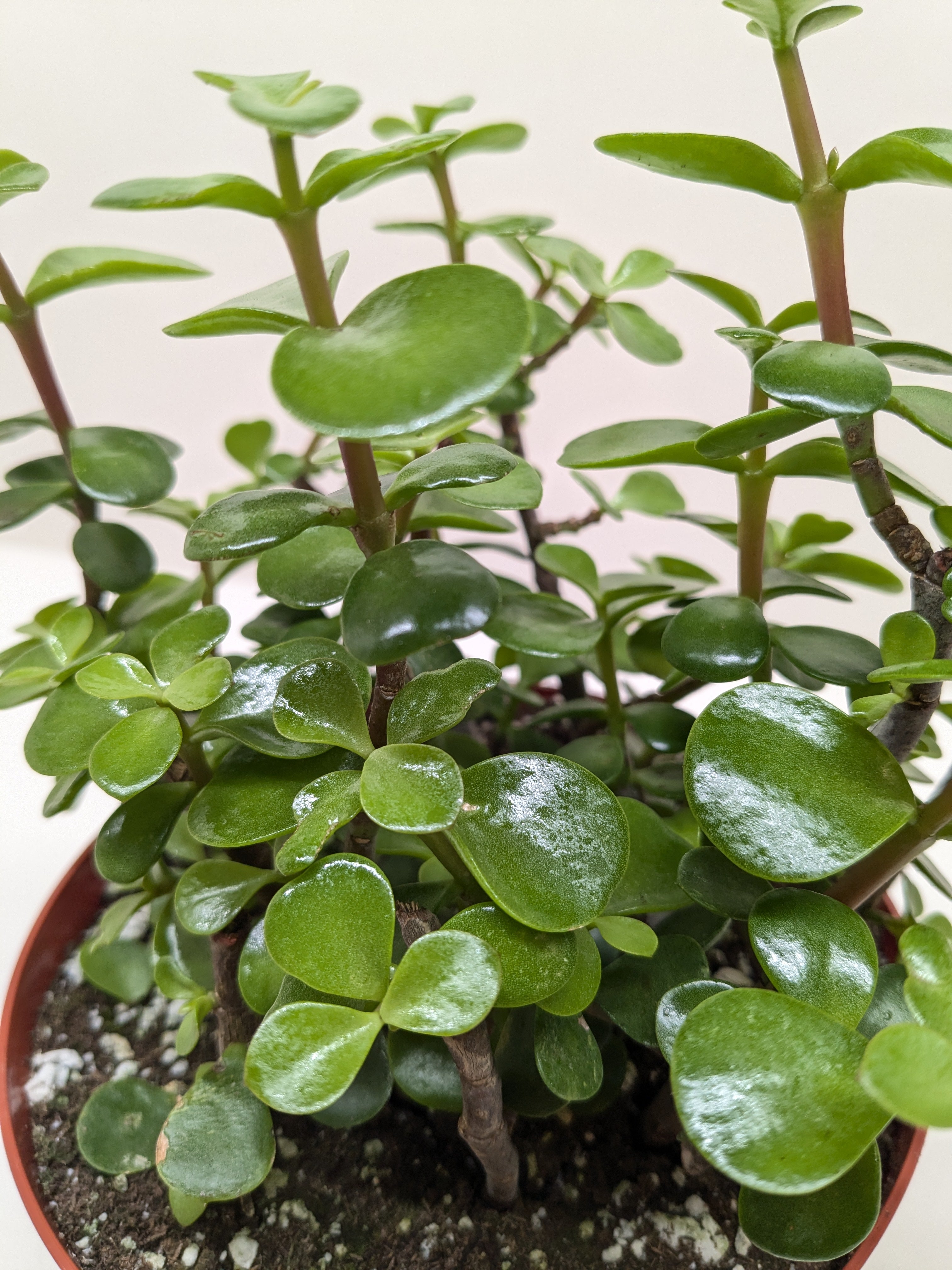 Succulent 'Elephant Bush'