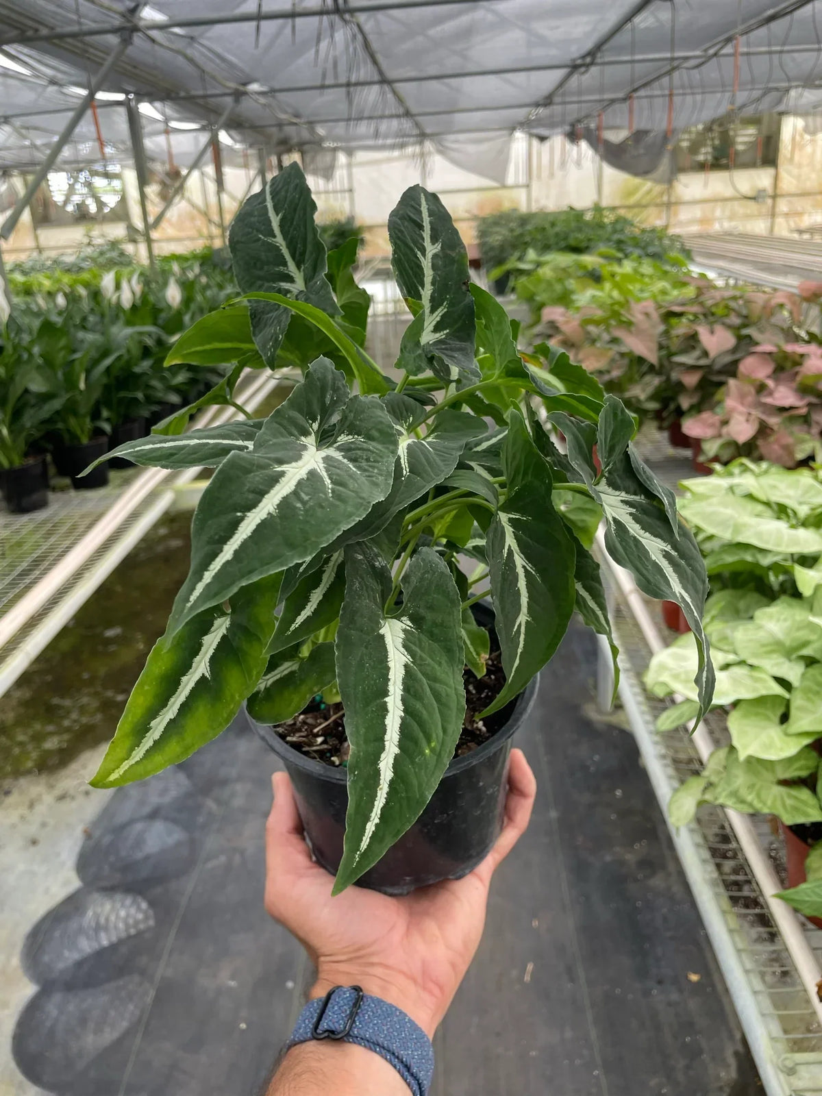 Syngonium Wendlandii 'Silver Goose Foot'