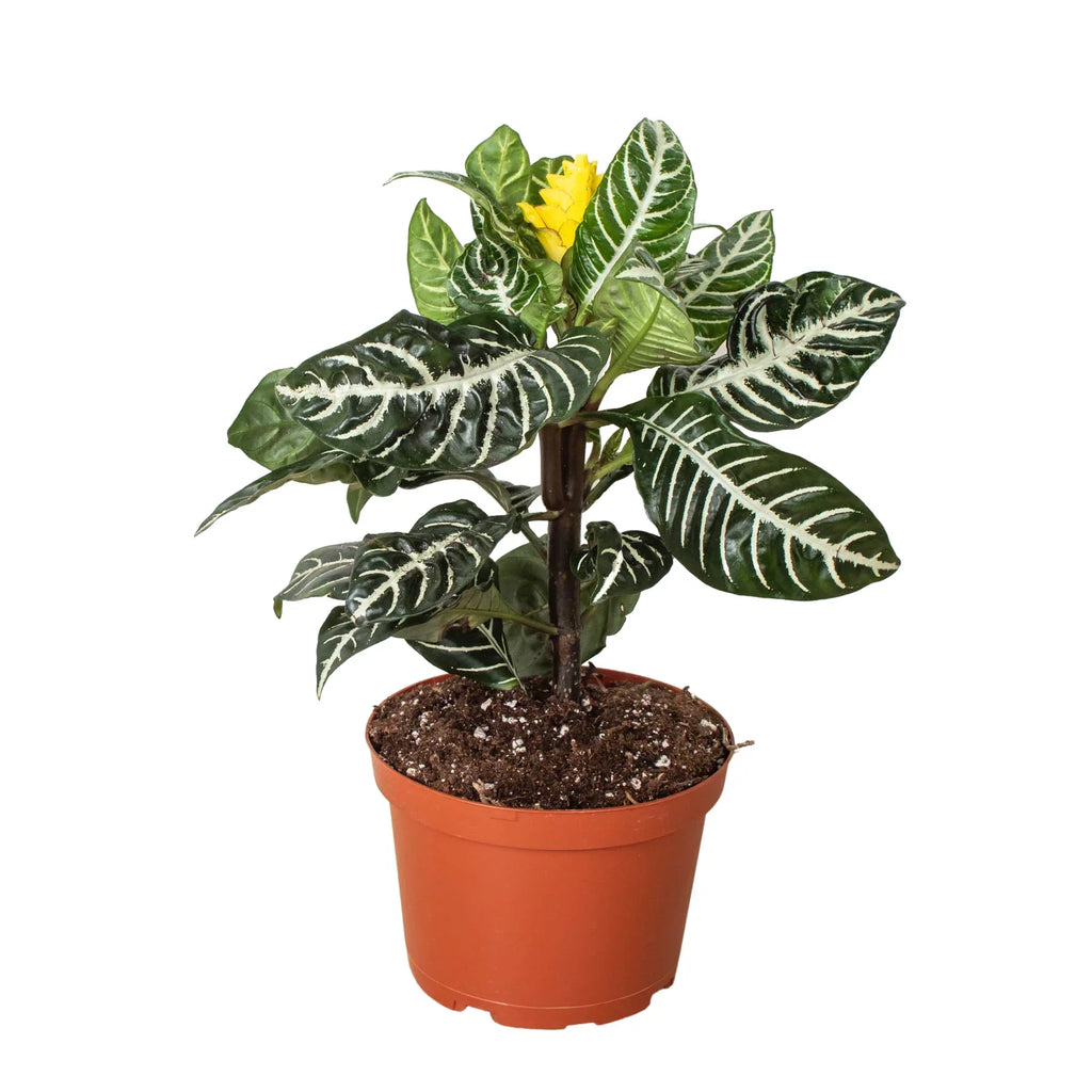 Aphelandra 'Nova Fuego'