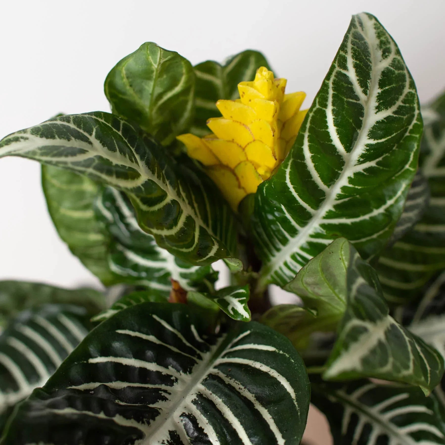 Aphelandra 'Nova Fuego'