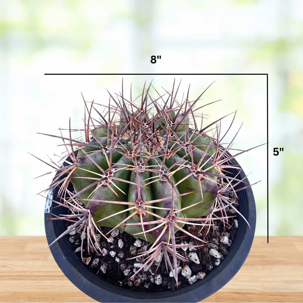 Echinocactus ingens