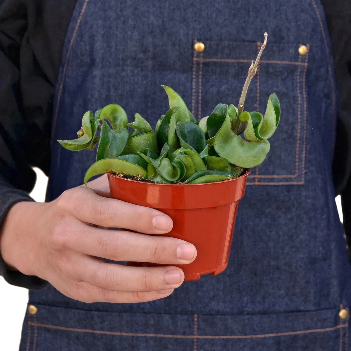 Hoya Hindu Rope Krinkle Curl