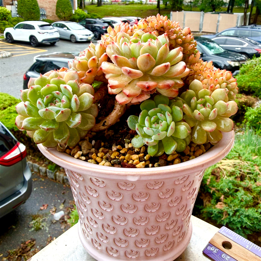 1 of 1 Echeveria 'Chubby Hani' Cristation 5"-5.5" Rare Collector Succulent - Exact Plant Shown One-of-a-Kind