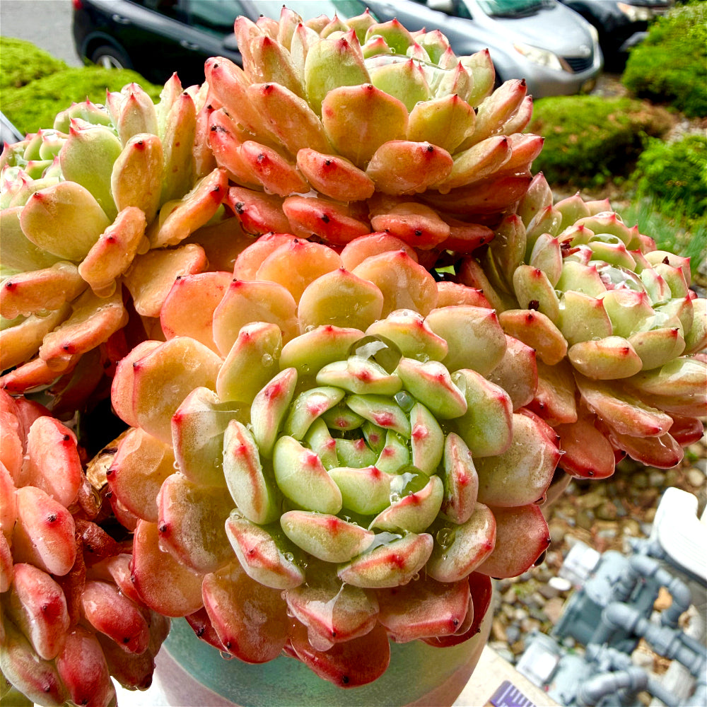 Echeveria 'Hani' - 6" Rare Live Succulent Exact Plant Shown - 1-of-1 Collector Plant - WYSIWYG Only One Available