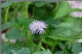 Elephantopus carolinianus Seeds – Native Perennial Wildflower for Woodland Gardens & Pollinator Support