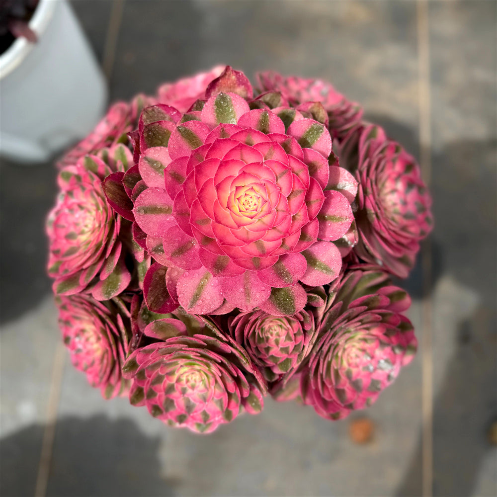 Aeonium 'Lychee' Variegata - Highly Sought-After by Collectors - Extra-Large 8"-10" Candy-like Rosette Mature  Succulent