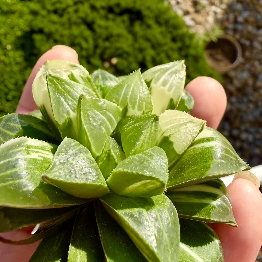Haworthia 'Heidelbergensis' ~3" Diameter Preferred Succulent Live Plant