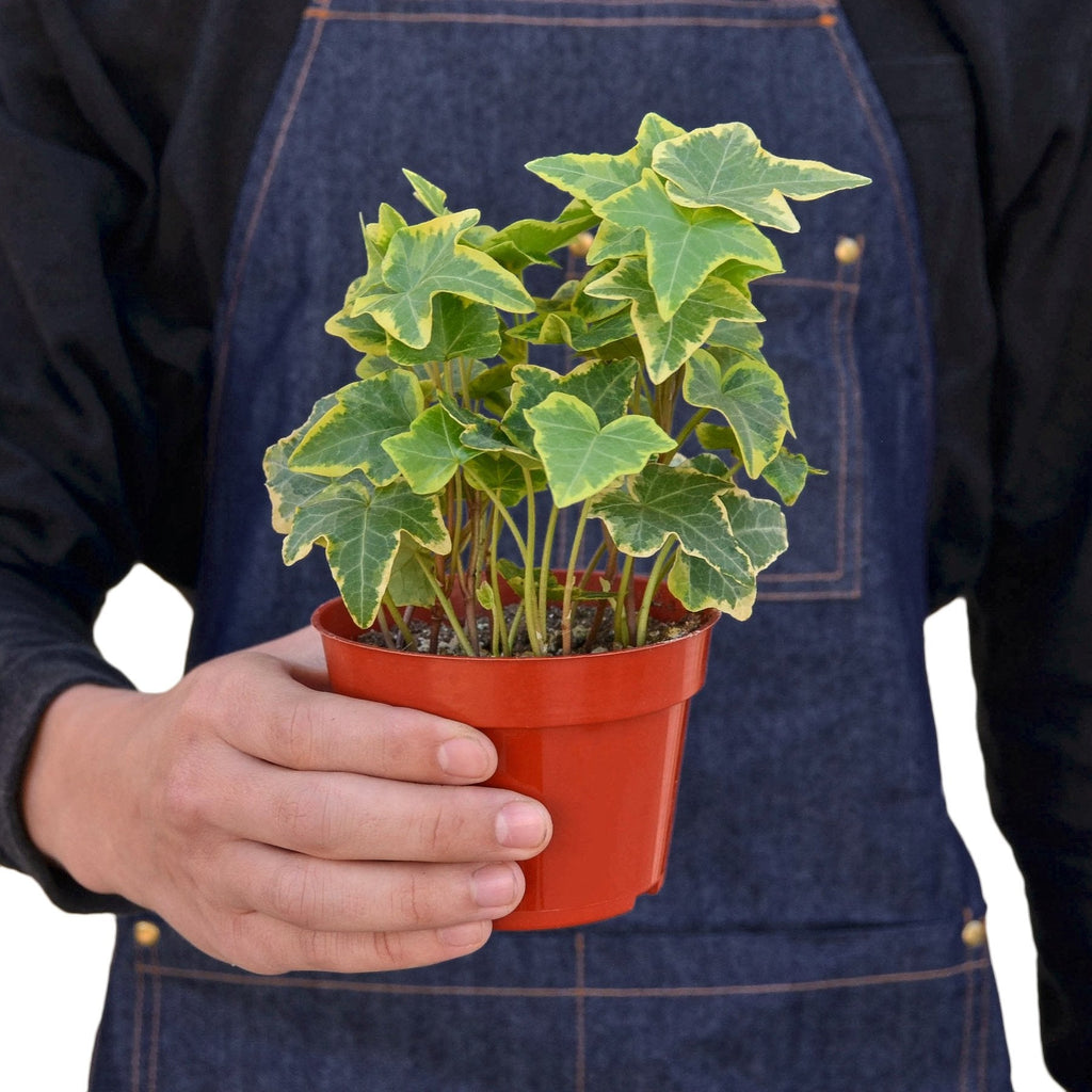 Hedera Helix English Ivy Gold Child