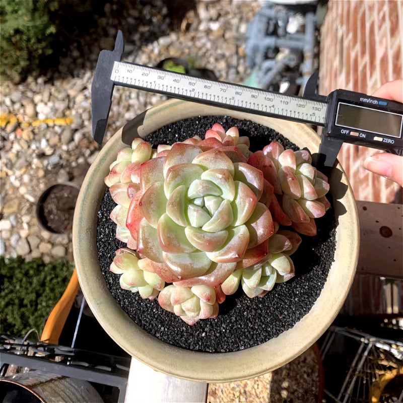 Exact Plant - Rare Echeveria 'Ice Green' - WYSIWYG Live Succulent 1 of 1