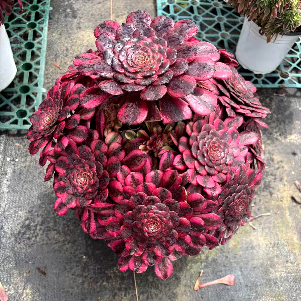 Aeonium 'Crimson Flame' Cluster - Extra-Large 12" Multi-Rosette Specimen - Established Collector Plant