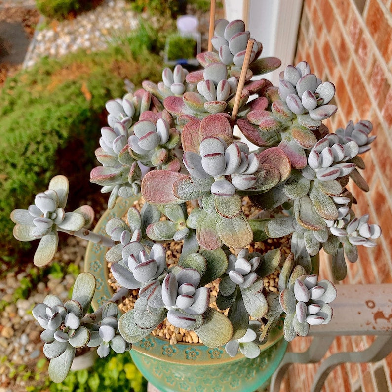 Boutique Big Rare Succulents/Cotyledon Orbiculata cv. Variegated/What You See is What You Get/Bare Root Without Soil Pot/Plants Gifts