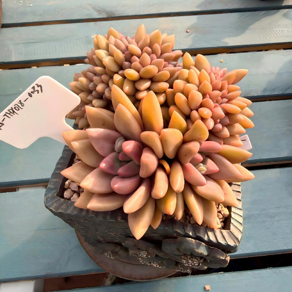 THY078-0033 Rare Echeveria 'Peach Blossom Spring' - 4-Years Grown 5" Large Living Succulent - A Unique Gift For Plant Lovers