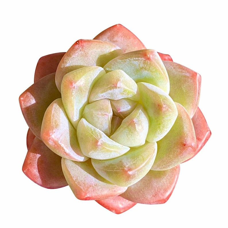 Echeveria 'Ice Green' Single-headed Approx. 2.5 inches in Diameter