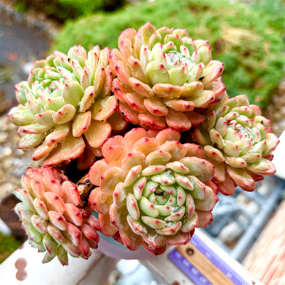 Echeveria 'Hani' - 6" Rare Live Succulent Exact Plant Shown - 1-of-1 Collector Plant - WYSIWYG Only One Available