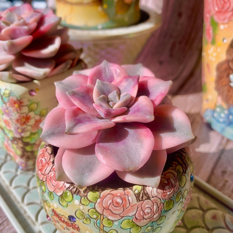 Popular Succulent - Graptoveria 'Debbie' Variegated - As a Beginner-friendly Drought-tolerant Plant