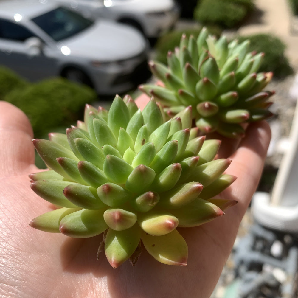 Echeveria 'Oracrium' - Single Diameter Approx. 2"-2.5"