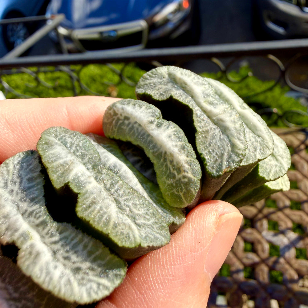 Haworthia Truncata