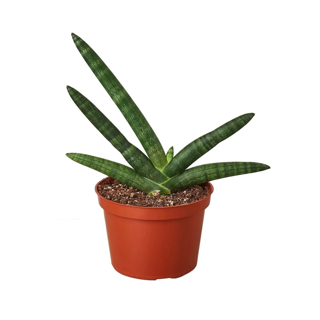 Snake Plant Starfish | Air-Purifying Cylindrical Sansevieria | House Plant Shop