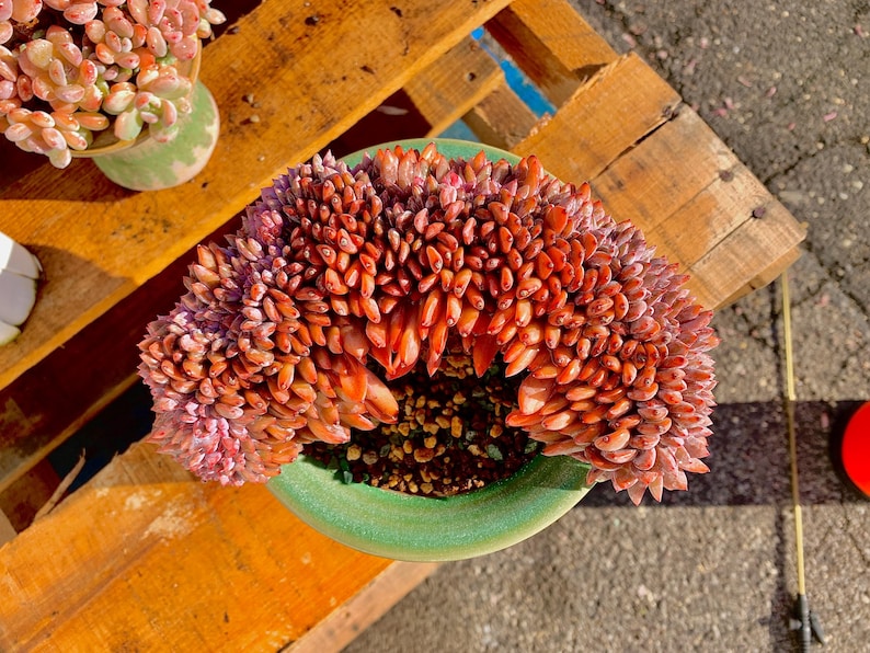 Rare Echeveria ‘Orange Monroe’ Succulent Plant | Boutique Live Succulent | What You See is What You Get | Bare Root 2512-043