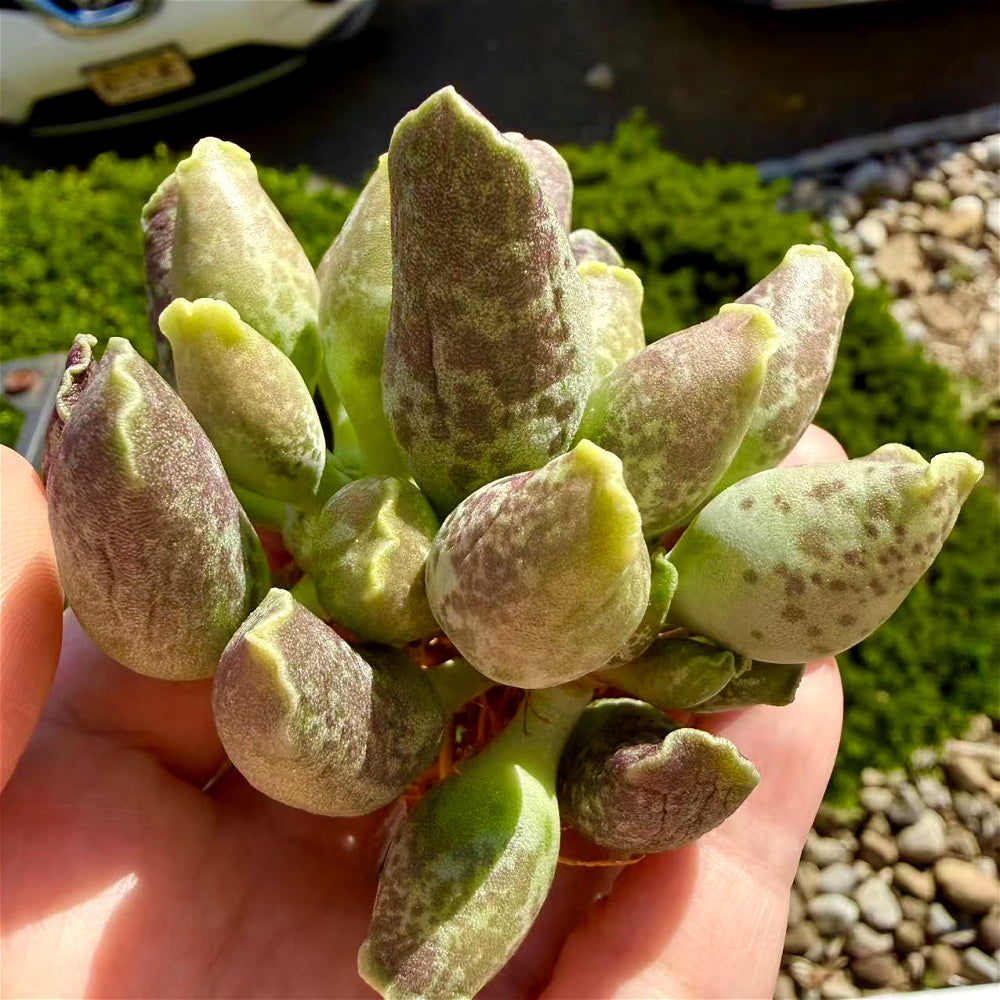 Adromischus Cooperi var. Festivus 3"-3.5"
