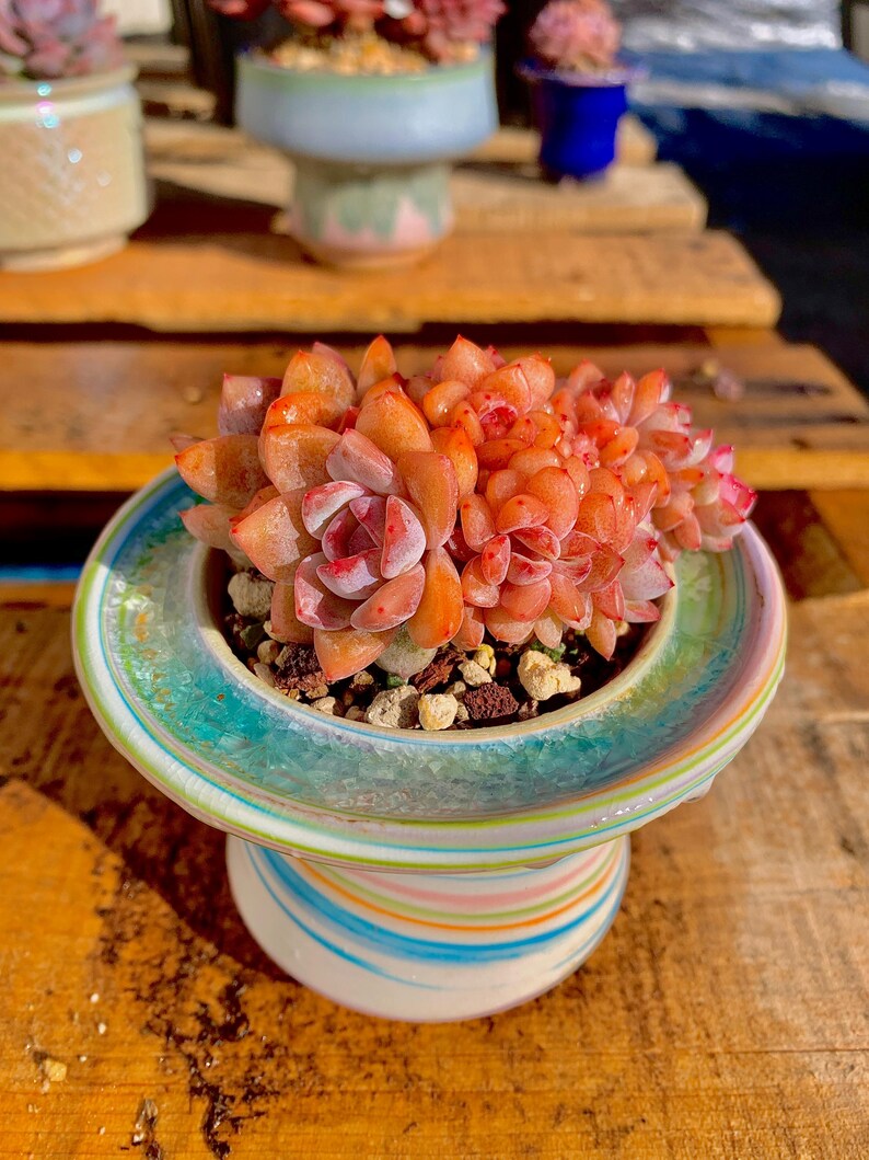Rare Echeveria ‘Orange Monroe’ Succulent Plant | What You See is What You Get | Boutique Live Succulent | Bare Root 2512-036