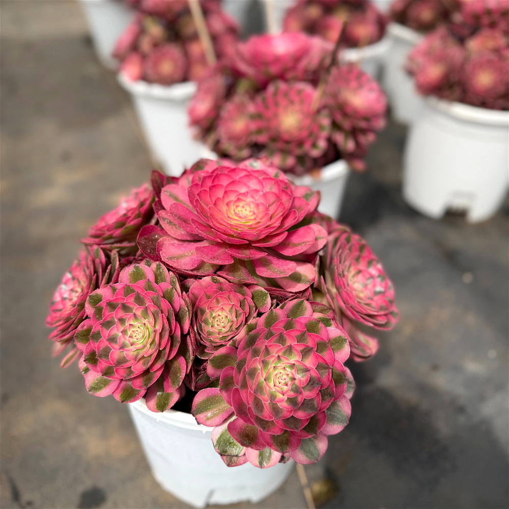 Aeonium 'Lychee' Variegata - Highly Sought-After by Collectors - Extra-Large 8"-10" Candy-like Rosette Mature  Succulent