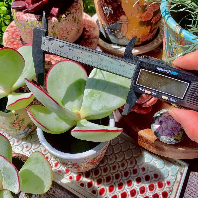 Cotyledon Orbiculata 'Hakubi' Approx. 1.5" in Diameter