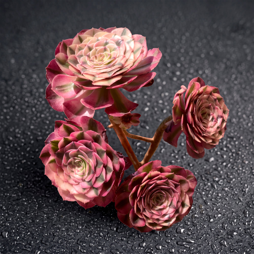 Premium Rare Live Succulent - Aeonium 'Pink Witch' Variegated - 4-5 Heads Clump-forming Plant - Perfect as Wedding Favors or Indoor Decor