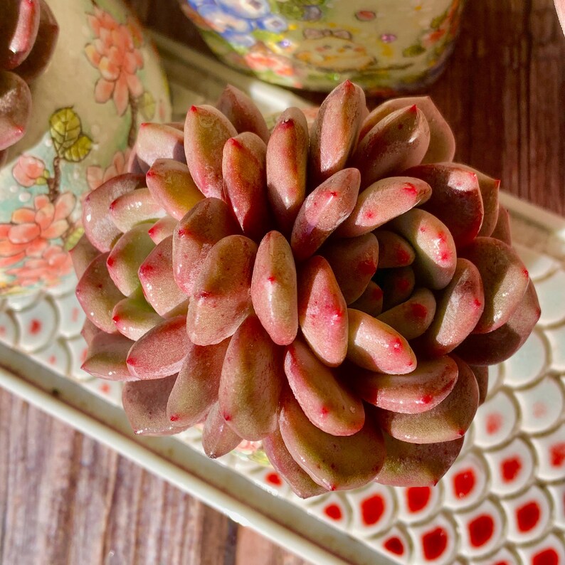 Rare Variety Succulent - Echeveria 'Ariel' - Low Maintenance Excellent for Beginners