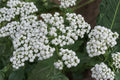 Wild Quinine Seeds – Native Prairie Perennial – Parthenium integrifolium – Pollinator Plant for Gardens